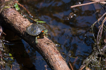 Turtle in the sun on a log