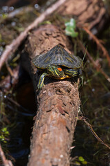 Turtle in the sun on a log