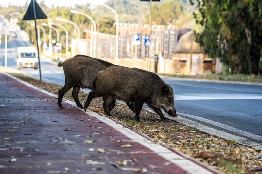 Wild boars crossing a road in an urban area. Urban wildlife showing wild animals adapting to city environments. Rural-urban interface concept.