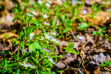 Star Chikweed