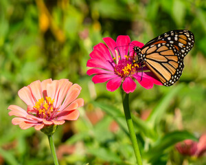 butterfly in garden, garden fence, 