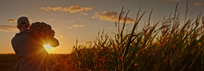 Wide shot: Silhouette of a farmer walking along a dirt road at sunset, carrying a sack of potatoes with cornfields in the background.