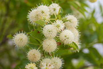 Buttonbush plant