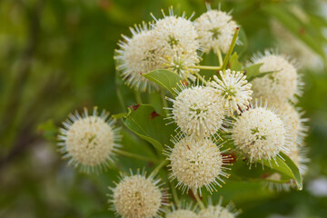 Buttonbush plant
