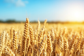 Fototapeta premium Golden wheat field basking under the warm autumn sun, symbolizing bountiful harvest and agricultural abundance 