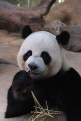 giant panda eating bamboo