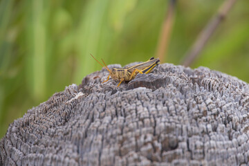 grasshopper sitting on a log