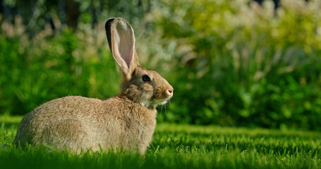 A cute gray rabbit on green grass on a warm summer day.