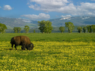 Bison buffalo with horns grazing among wildflowers flowers Wyoming Tetons meadow pasture