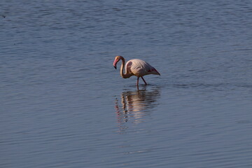 flamingo