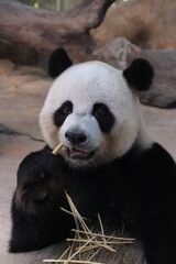 giant panda eating bamboo