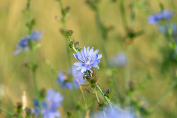 Beautiful blue flowers of Cichorium. Common chicory (Cichorium intybus).