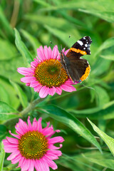 The red admiral butterfly sits on the beautiful pink flowers of Echinacea angustifolia, close-up.