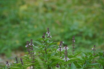 Purple basil flower in natural light, herb
