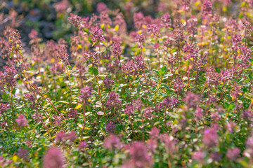 Beautiful pink flowers of Thymus pulegioides. broad-leaved thyme, lemon thyme. Aromatic plant.