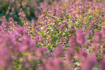 Beautiful pink flowers of Thymus pulegioides. broad-leaved thyme, lemon thyme. Aromatic plant.