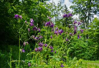 Gemeine Akelei; Gewöhnliche Akelei; Aquilegia vulgaris; European columbine; common columbine;...
