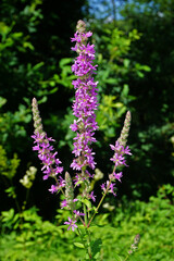 Gewöhnlicher Blutweiderich; Lythrum salicaria; purple willowherb;