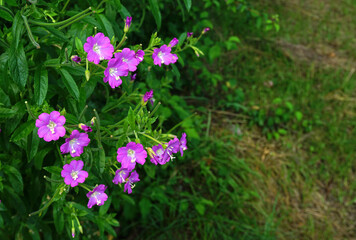 Zottiges Weidenröschen; Epilobium hirsutum; fiddle grass; great willowherb;