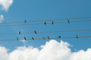 Swallows sit on wires against the blue sky.