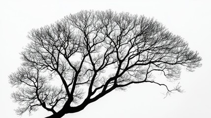 Fototapeta premium Geometric lines forming a tree silhouette with intricate branches, symbolizing the complexity of nature, set against a white background.