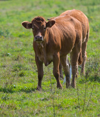 Beautiful close-up of a cattle