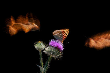 Ethereal butterfly on thistle with motion blur effect