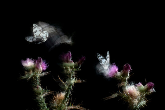 Ethereal butterflies in motion on dark background