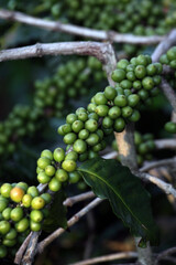 Coffee beans ripening on a tree in a coffee plantation