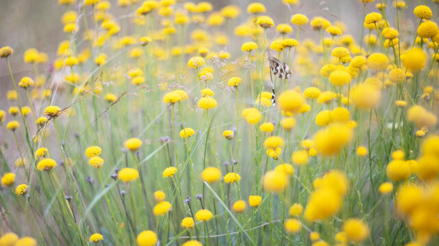 Serene Meadow with Nemoptera Bipennis Among Yellow Flowers