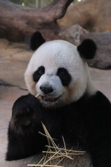 giant panda eating bamboo