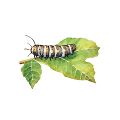 Caterpillar on a green leaf watercolor illustration vector, white background
