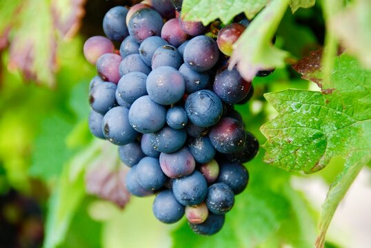 Lush grapevines with ripe black grapes hanging in front of a rustic brick house window, bathed in sunlight, creating a picturesque vineyard scene.