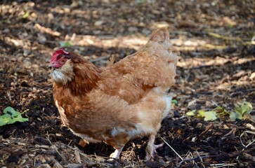 A free-range brown hen standing on a natural ground surface with scattered leaves and sunlight filtering through, showcasing a farmyard scene.