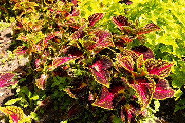 Coleus Decurrens plant in Zurich in Switzerland