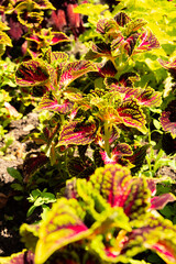 Coleus Decurrens plant in Zurich in Switzerland