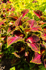 Coleus Decurrens plant in Zurich in Switzerland