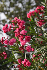 Pink oleander flowers blooming in the garden on a sunny day