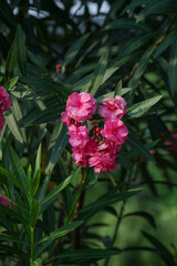 Pink oleander flowers blooming in the garden on a sunny day