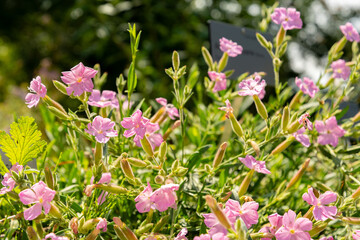 Saponaria Cypria plant in Zurich in Switzerland