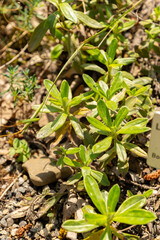 Lithodora Oleifolia plant in Zurich in Switzerland
