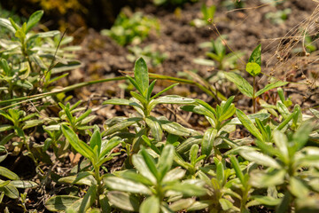 Lithodora Oleifolia plant in Zurich in Switzerland