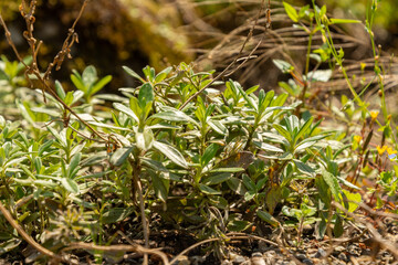 Lithodora Oleifolia plant in Zurich in Switzerland