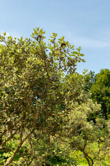 Acca Sellowiana plant in Zurich in Switzerland