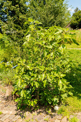 Fototapeta premium Fig or Ficus Carica plant in Zuich in Switzerland