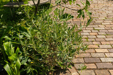 Obraz premium Olive or Olea Europaea plant in Zurich in Switzerland