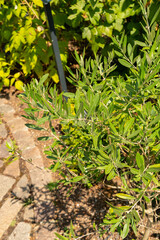 Olive or Olea Europaea plant in Zurich in Switzerland
