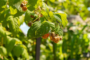 Red raspberry or Rubus Idaeus autumn bliss plant in Zurich in Switzerland