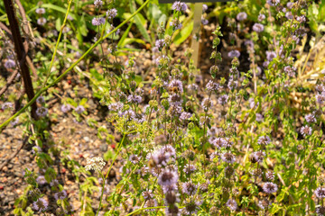 Pennyroyal or Mentha Pulegium plant in Zurich in Switzerland