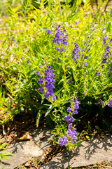 Fototapeta premium Baikal skullcap or Scutellaria Baicalensis plant in Zurich in Switzerland